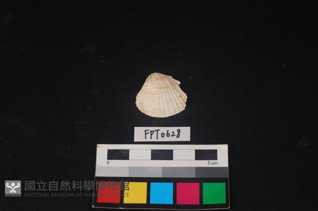貝殼藏品圖，第1張