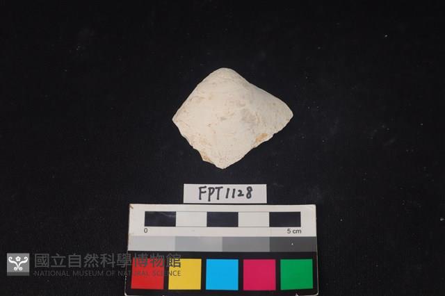 貝殼藏品圖，第1張