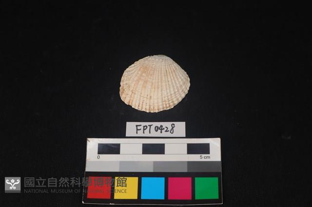 貝殼藏品圖，第1張