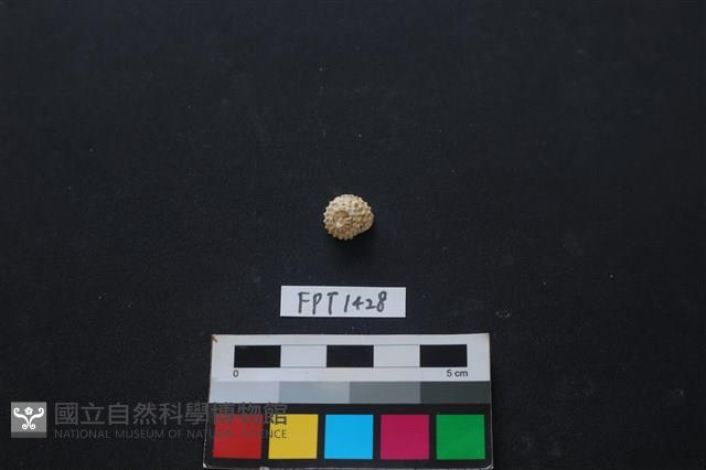 貝殼藏品圖，第1張