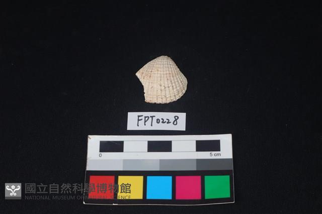 貝殼藏品圖，第1張