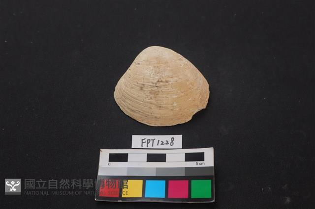 貝殼藏品圖，第1張