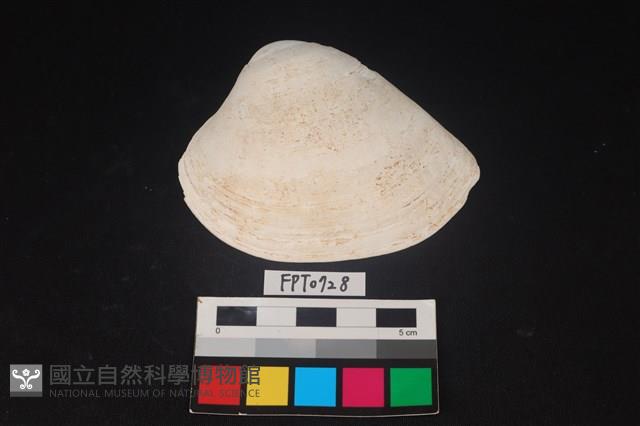 貝殼藏品圖，第1張