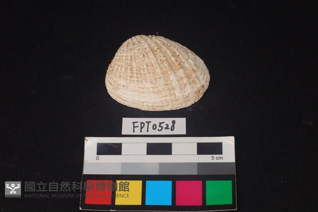 貝殼藏品圖，第1張