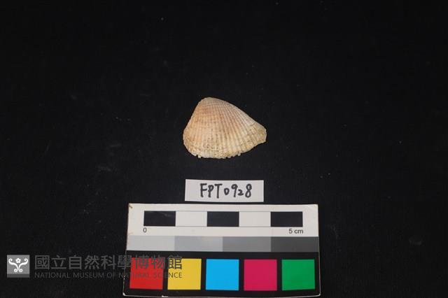 貝殼藏品圖，第1張