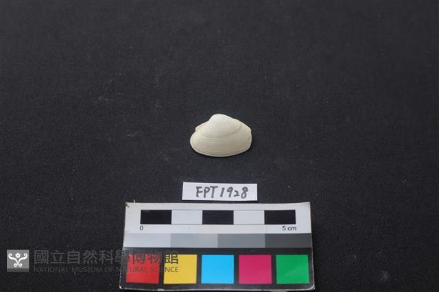 貝殼藏品圖，第1張