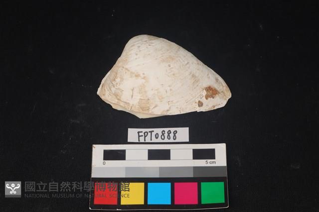 貝殼藏品圖，第1張