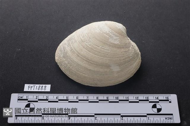 貝殼藏品圖，第1張