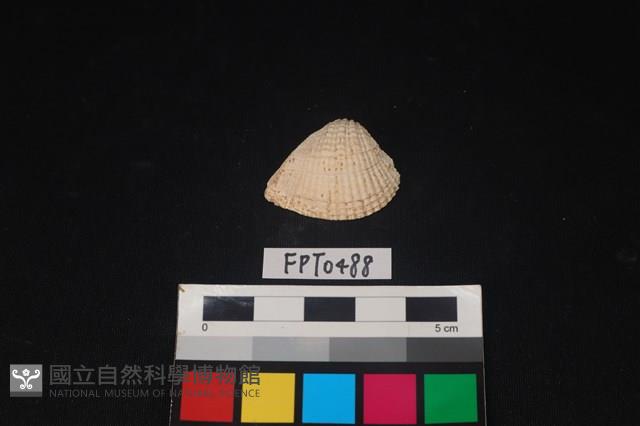 貝殼藏品圖，第1張