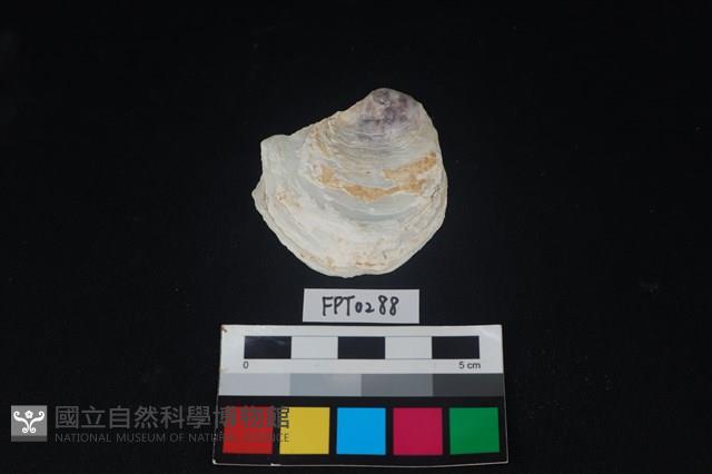 貝殼藏品圖，第1張