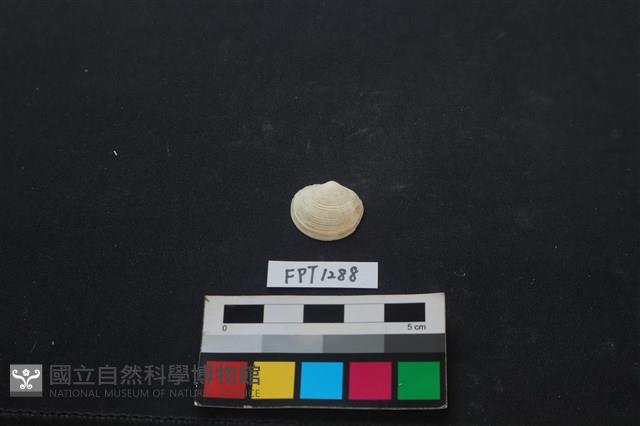貝殼藏品圖，第1張