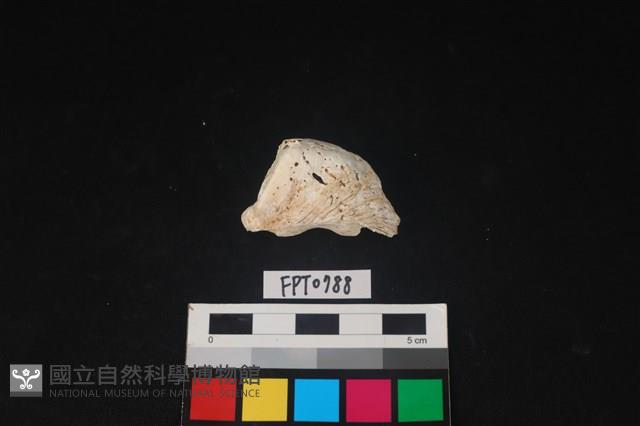 貝殼藏品圖，第1張