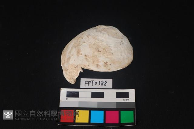 貝殼藏品圖，第1張
