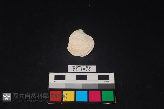 貝殼藏品圖，第1張