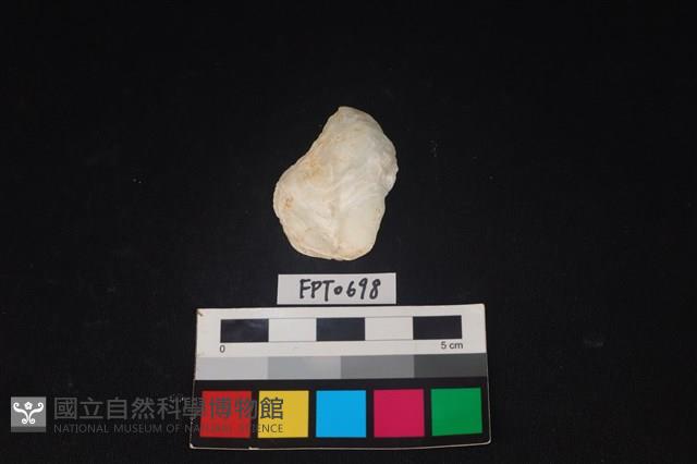 貝殼藏品圖，第1張