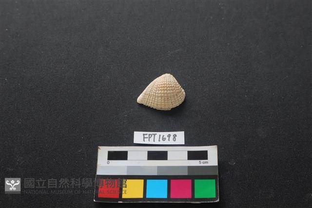 貝殼藏品圖，第1張