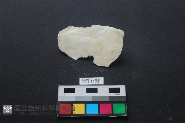 貝殼藏品圖，第1張