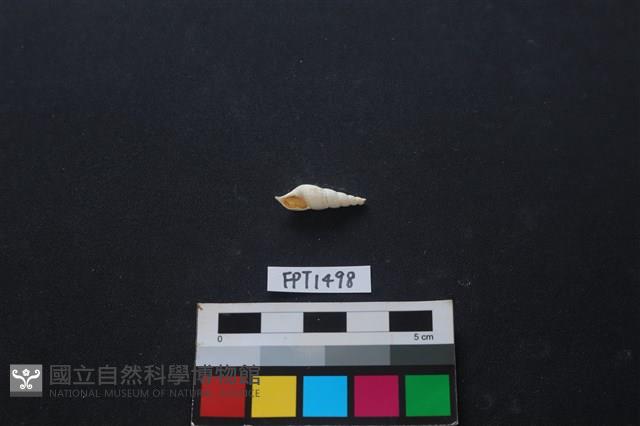 貝殼藏品圖，第1張