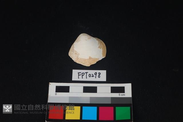 貝殼藏品圖，第1張