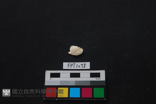 貝殼藏品圖，第1張