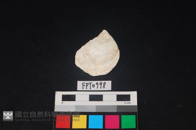 貝殼藏品圖，第1張