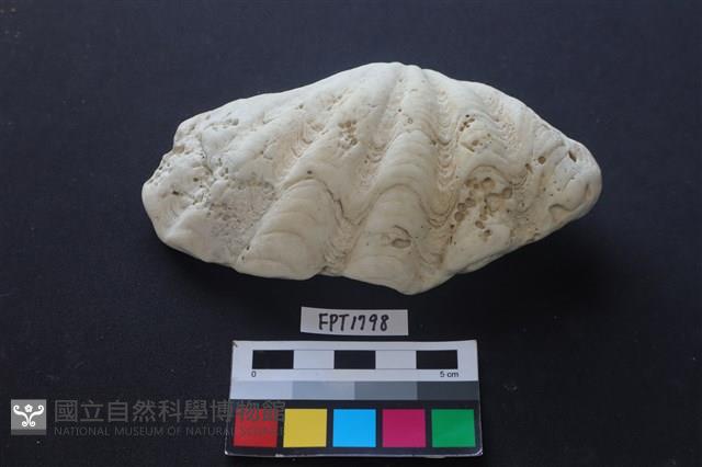貝殼藏品圖，第1張
