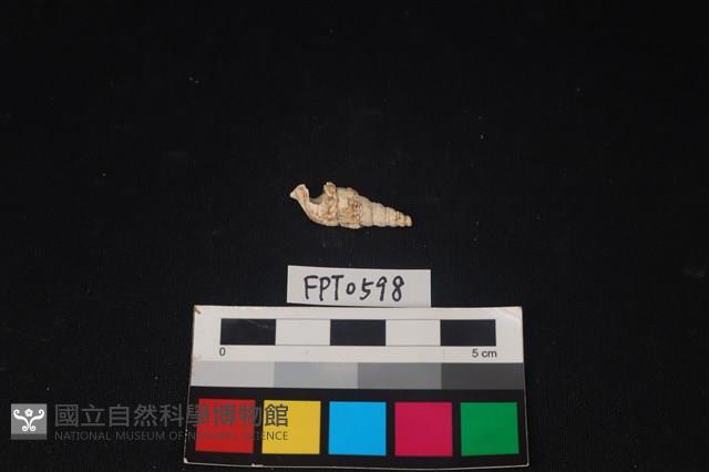 貝殼藏品圖，第1張