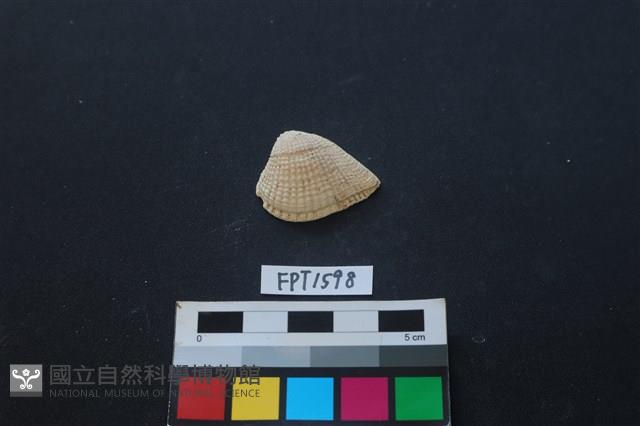 貝殼藏品圖，第1張