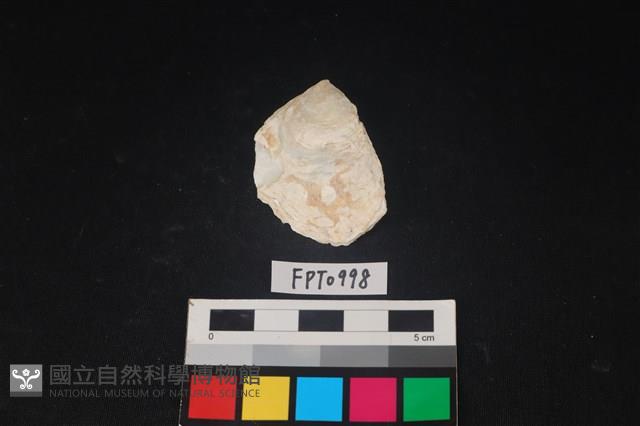 貝殼藏品圖，第1張