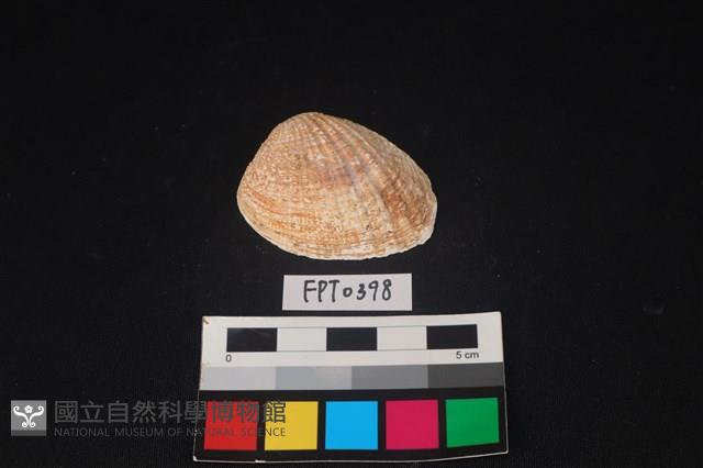 貝殼藏品圖，第1張