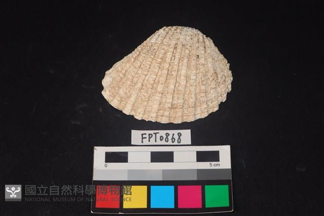貝殼藏品圖，第1張