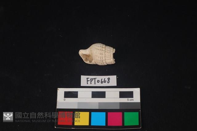 貝殼藏品圖，第1張