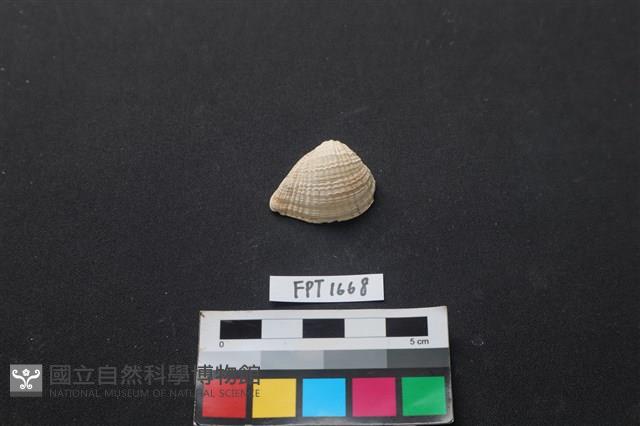 貝殼藏品圖，第1張