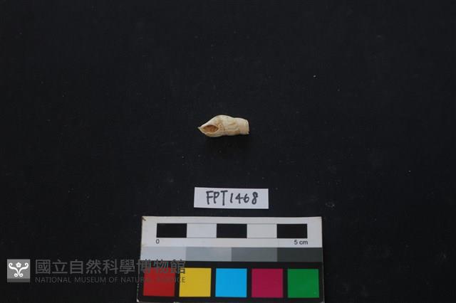 貝殼藏品圖，第1張