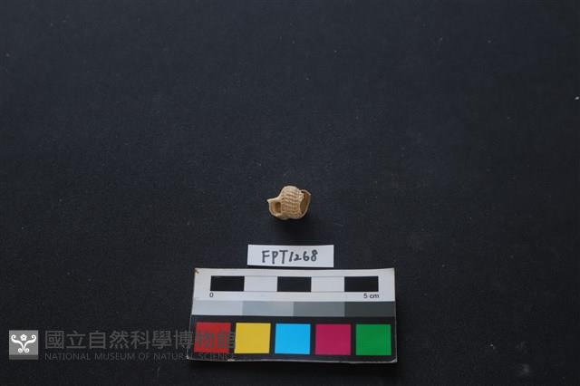 貝殼藏品圖，第1張
