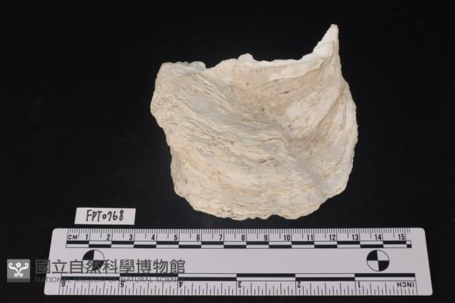 貝殼藏品圖，第1張