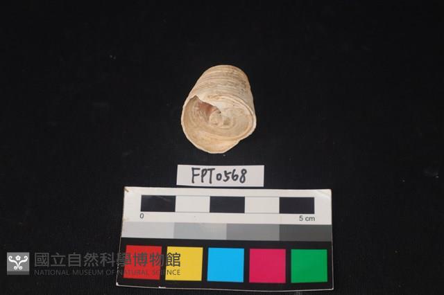 貝殼藏品圖，第1張