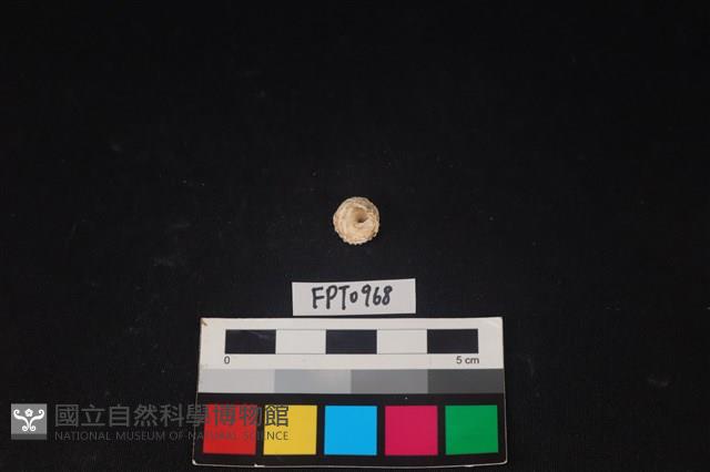 貝殼藏品圖，第1張