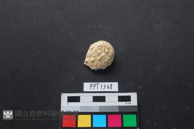 貝殼藏品圖，第1張