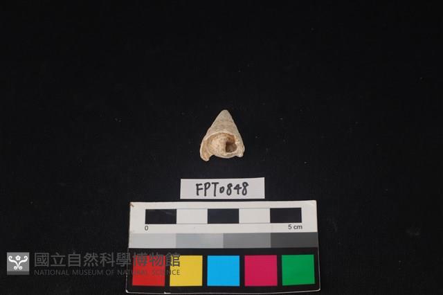 貝殼藏品圖，第1張