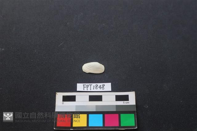 貝殼藏品圖，第1張