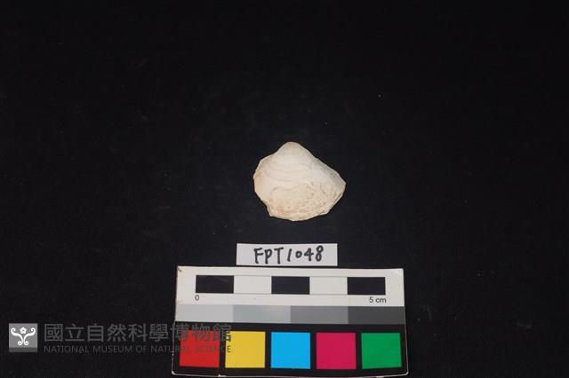 貝殼藏品圖，第1張