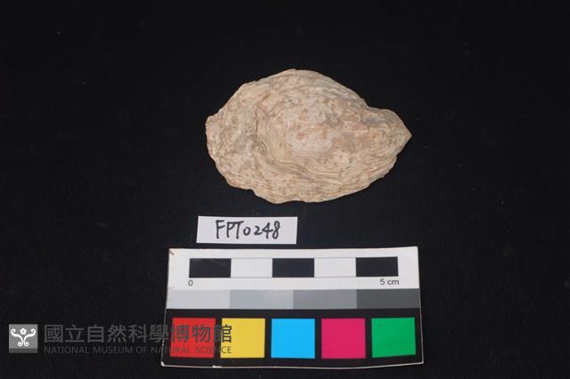 貝殼藏品圖，第1張