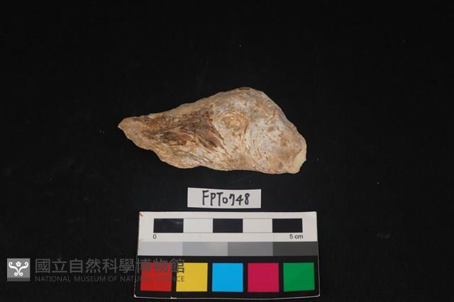 貝殼藏品圖，第1張