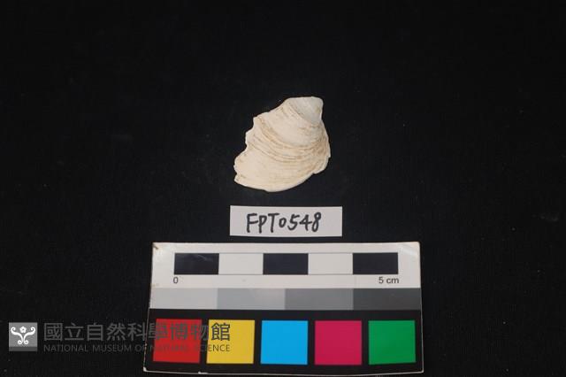 貝殼藏品圖，第1張