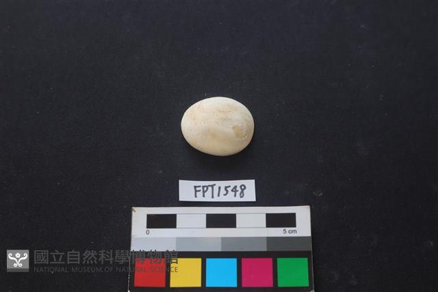貝殼藏品圖，第1張