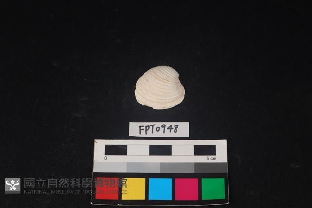 貝殼藏品圖，第1張