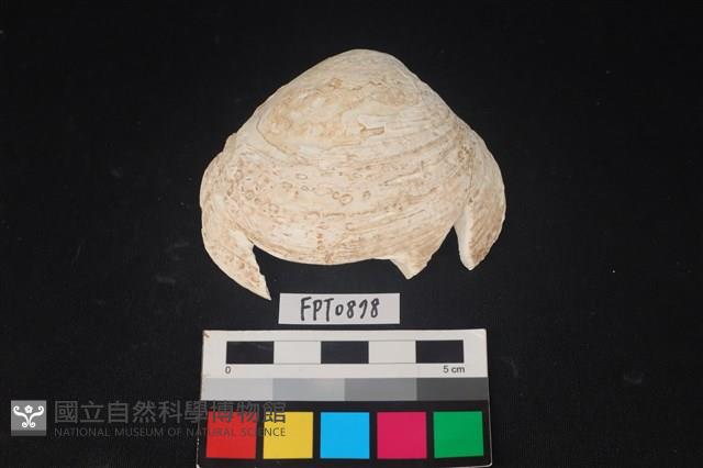 貝殼藏品圖，第1張