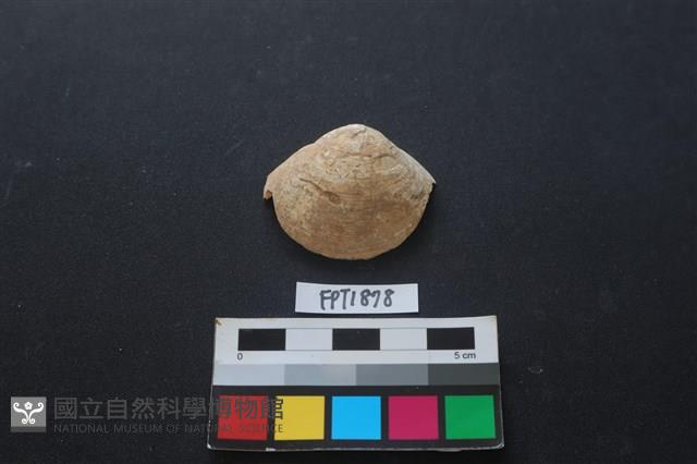 貝殼藏品圖，第1張