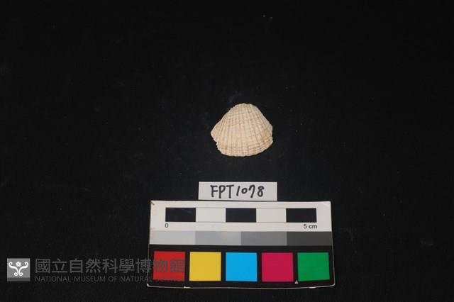 貝殼藏品圖，第1張